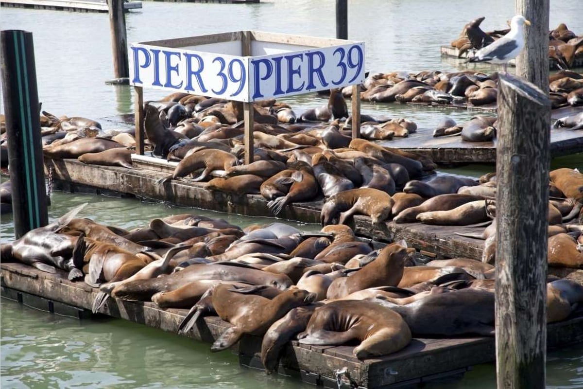 City tour por San Francisco con Crucero por la Bahía - Imagen 4