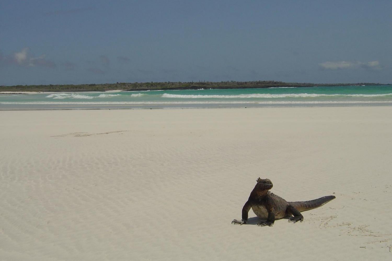 Excursión a Playa Tortuga Bay - Imagen 3
