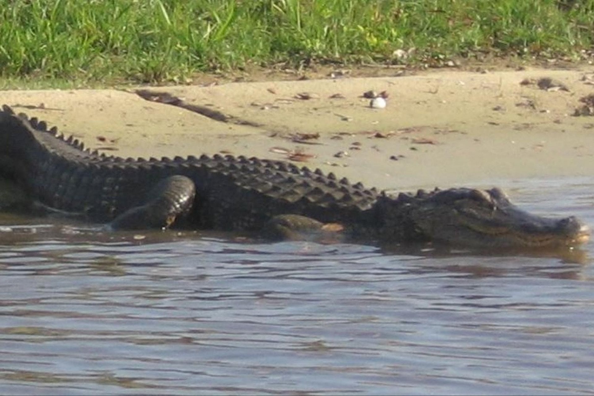 Hidrodeslizador de 30 minutos en Boggy Creek - Imagen 2