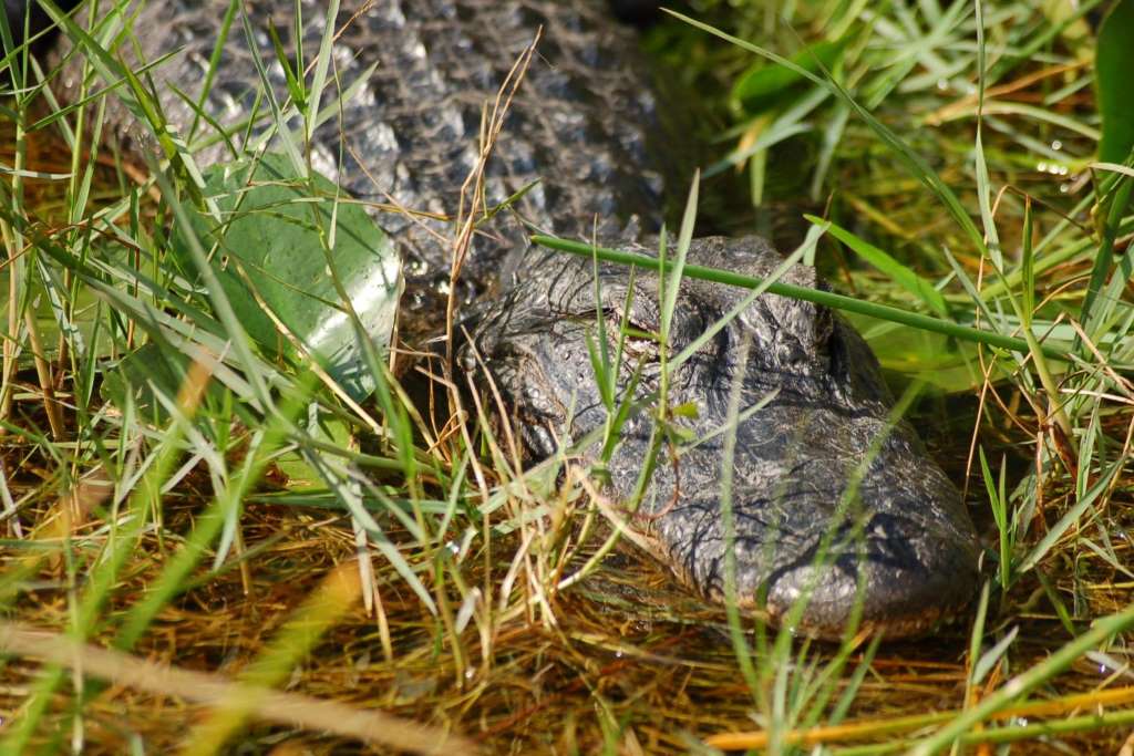 Aventura en Aerobote por los Everglades - Imagen 3