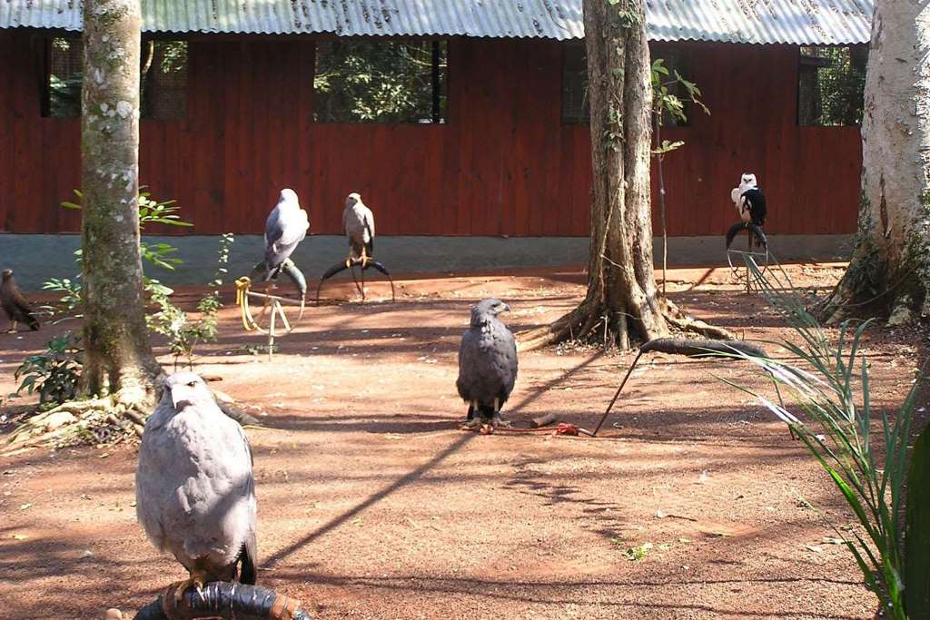 Puerto Iguazú: city tour y Triple Frontera - Imagen 2