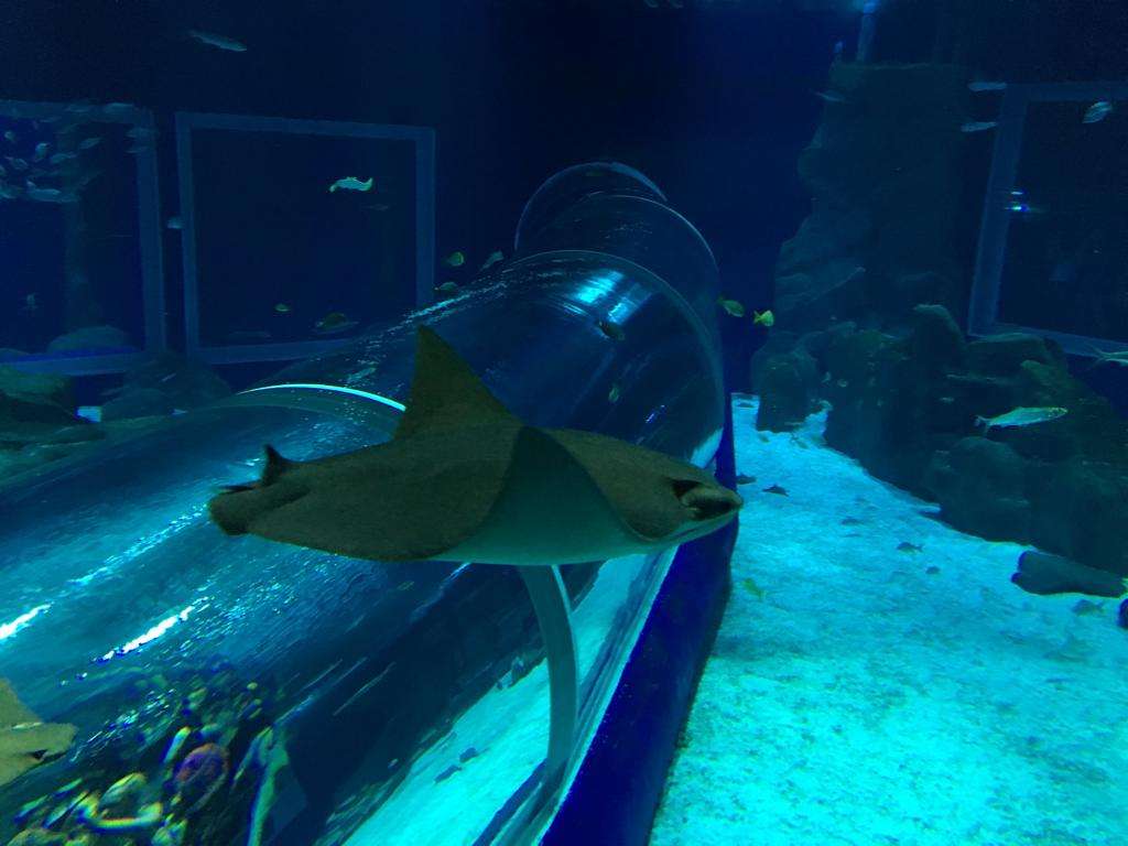 Aqua Rio y Museo del mañana. Imperdible!! - Imagen 1