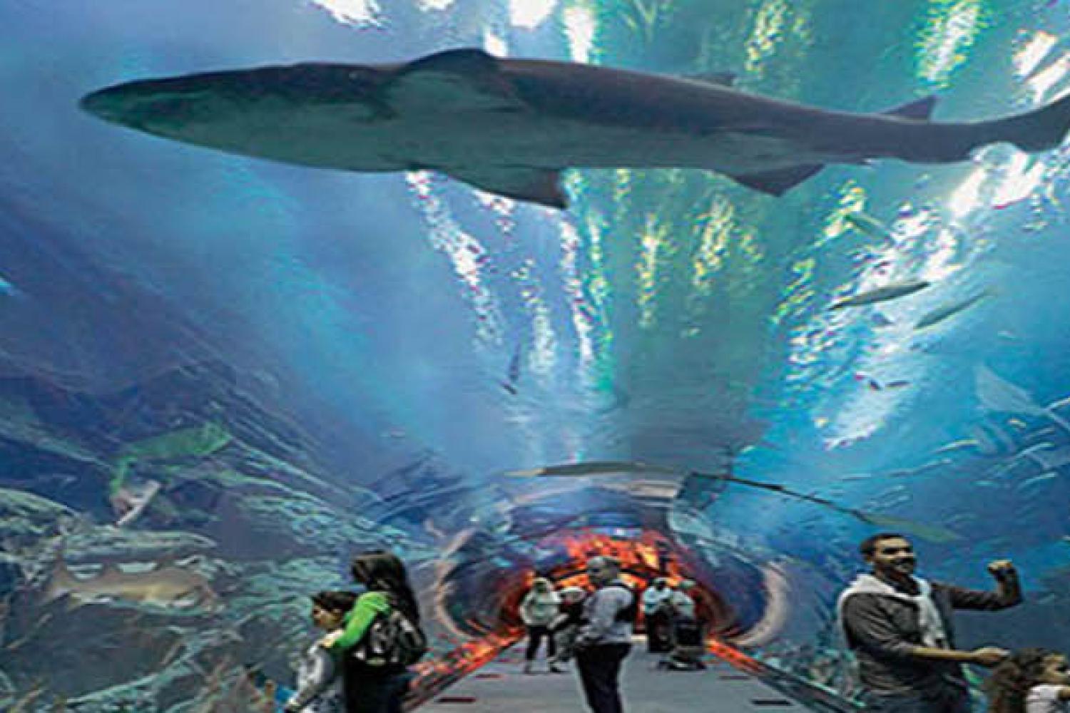 Entradas: acuario Dubai Mall y Penguin Cove - Imagen 1