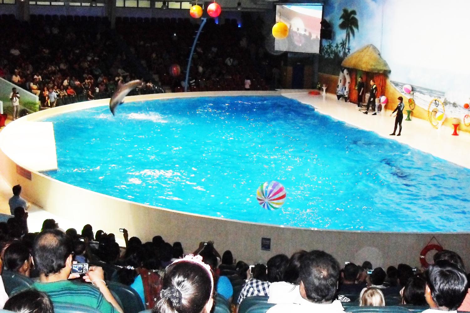 Dubai Dolphinarium: show de delfines y focas - Imagen 1
