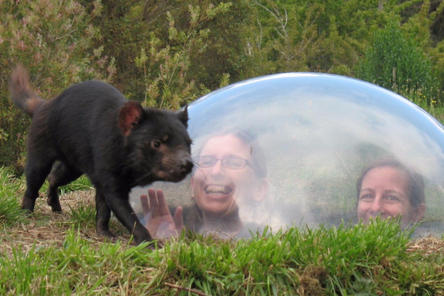 Port Arthur y Tassie Devils - Imagen 1