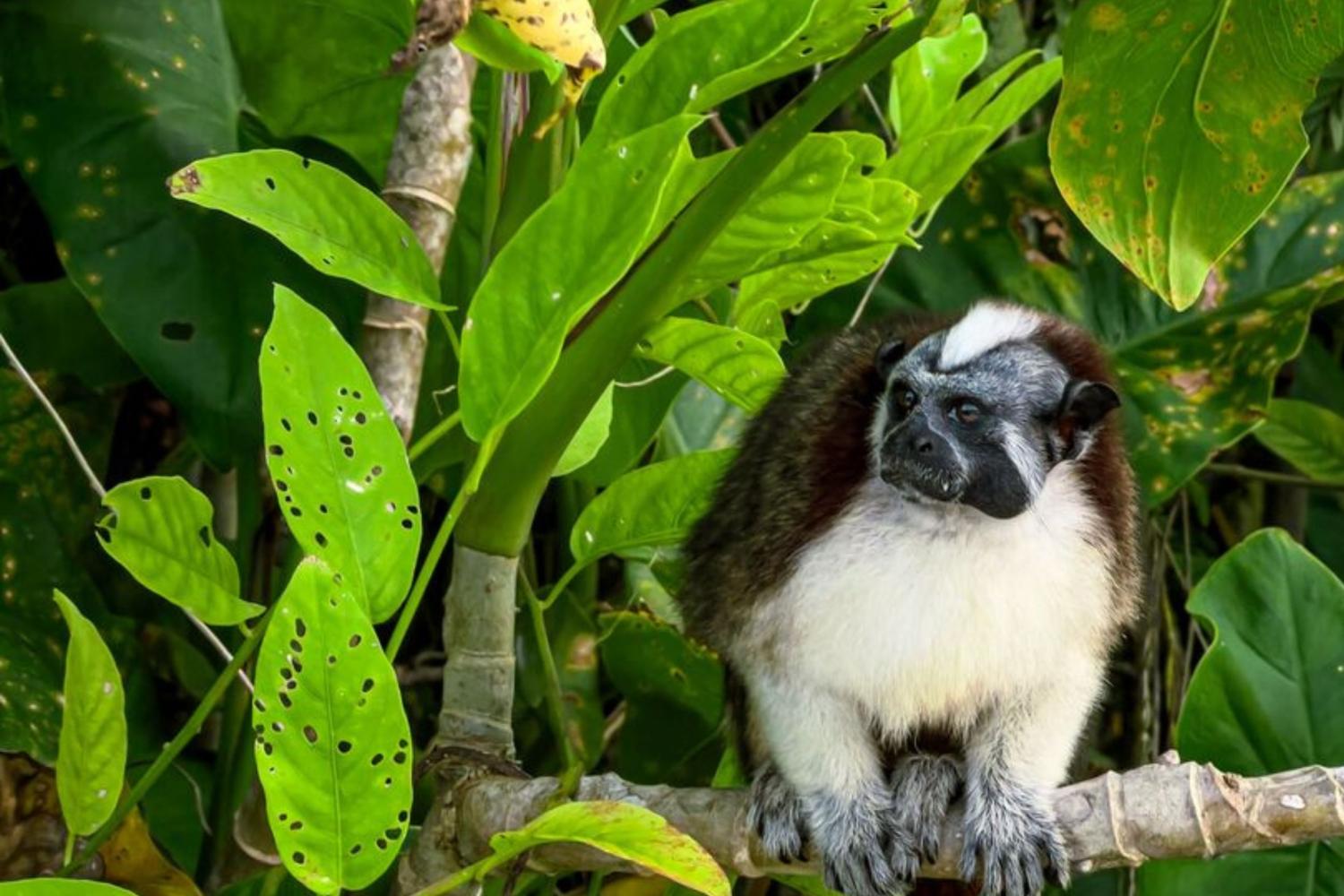 Aventura Natural en la Isla de los Monos y el Lago Gatún - Imagen 1