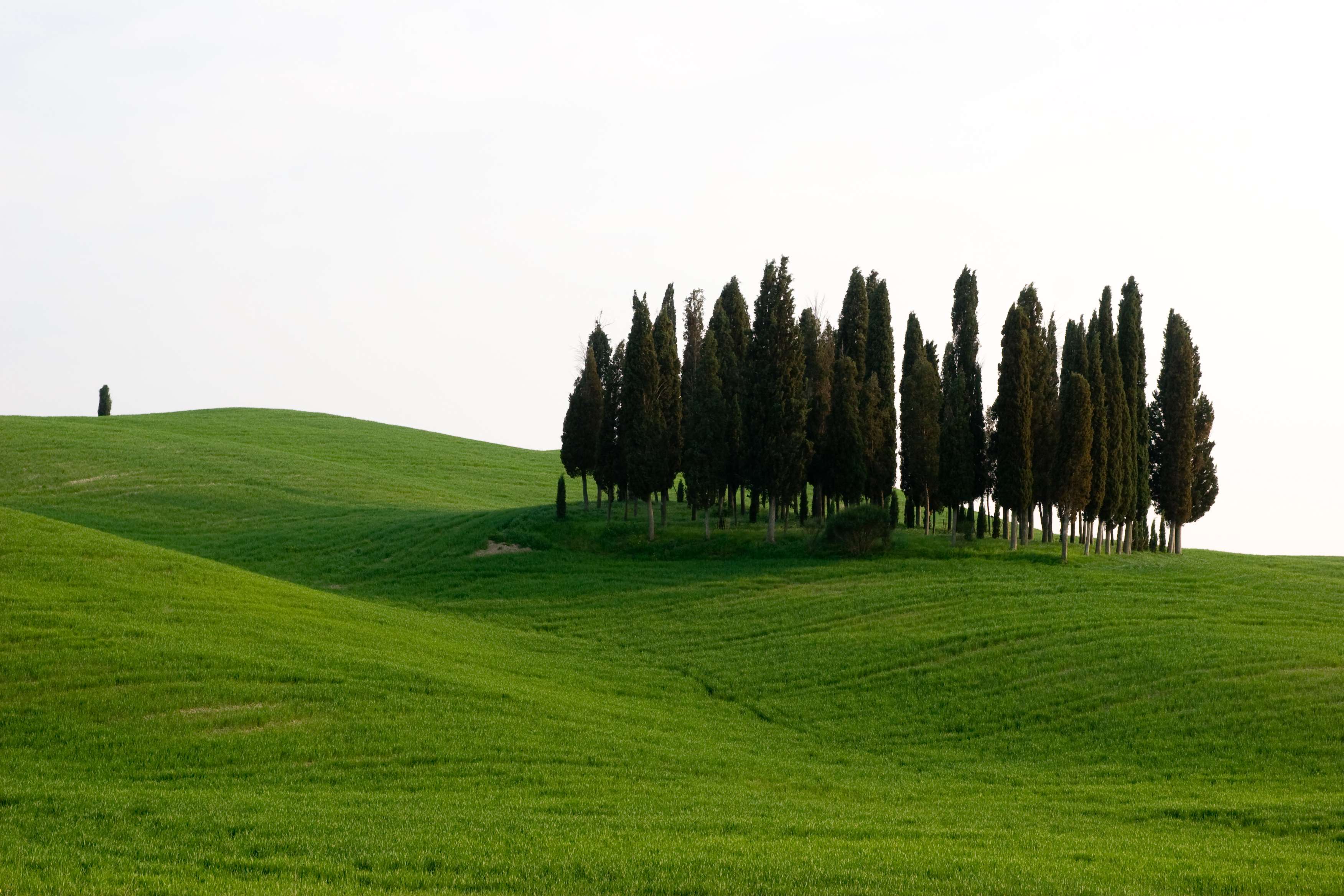 Chianti Classico, Montalcino, Montepulciano - Imagen 1