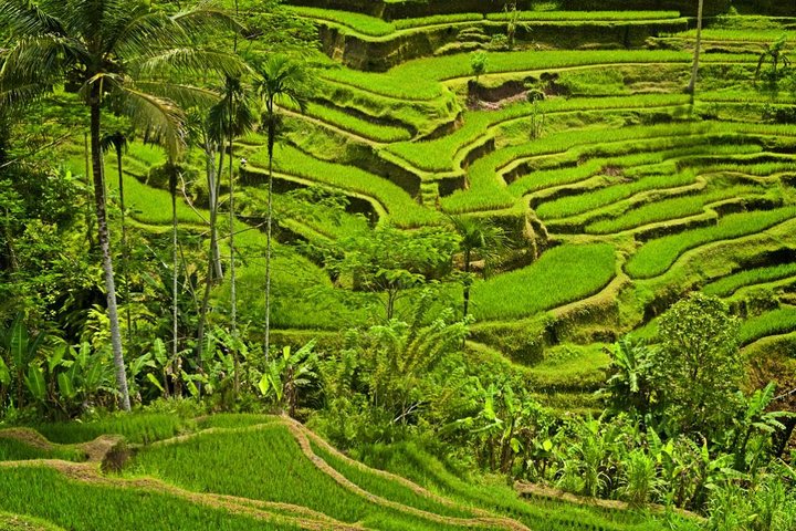 Excursión de medio día a Ubud y Tampak Siring desde Bali - Imagen 1