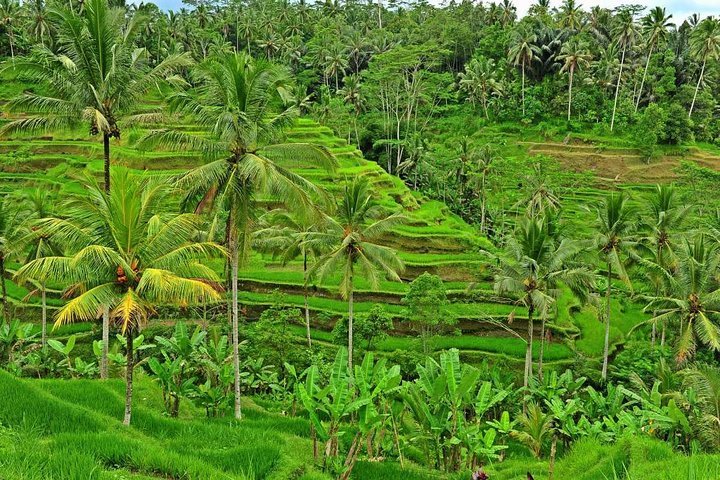 Surface of Ubud Private Tour - Imagen 1