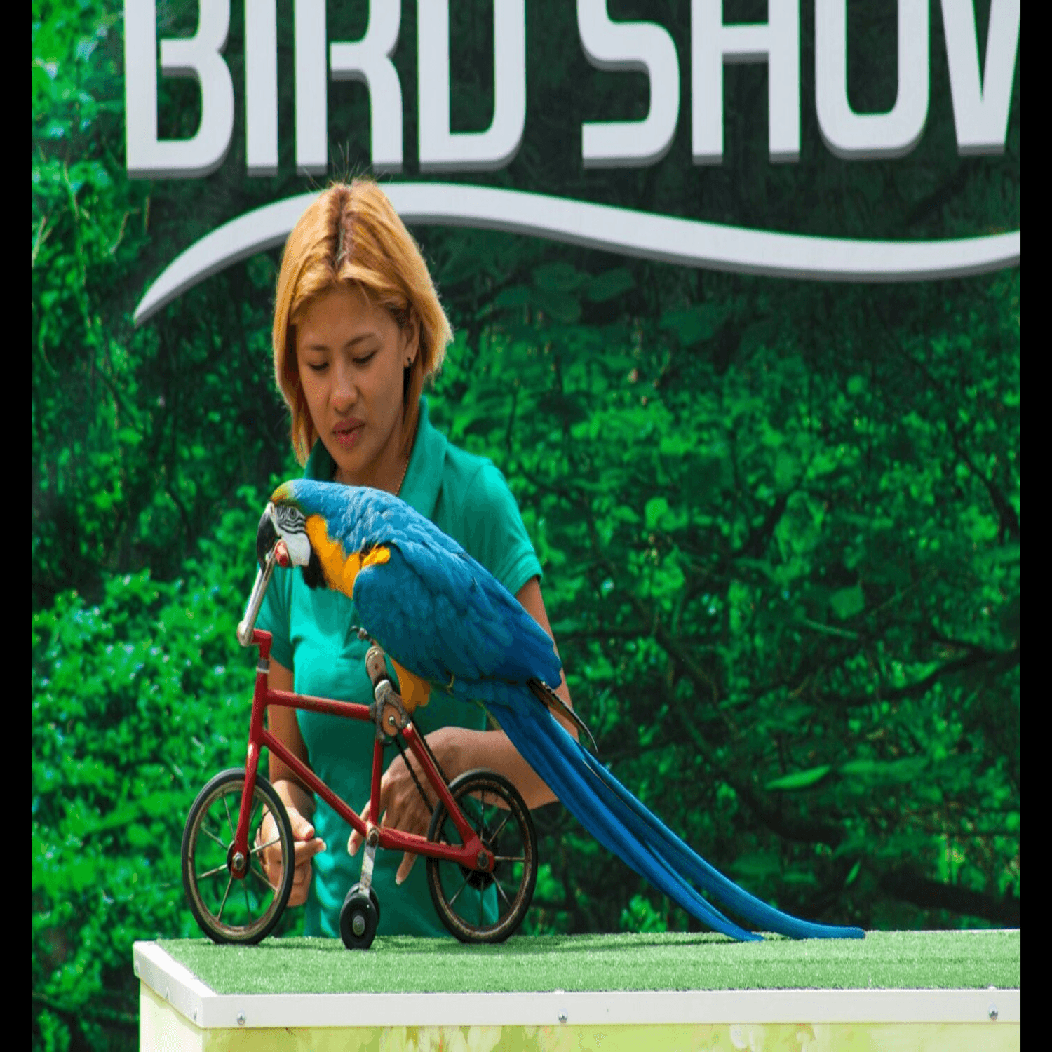 Espectáculo de aves exóticas - Imagen 1