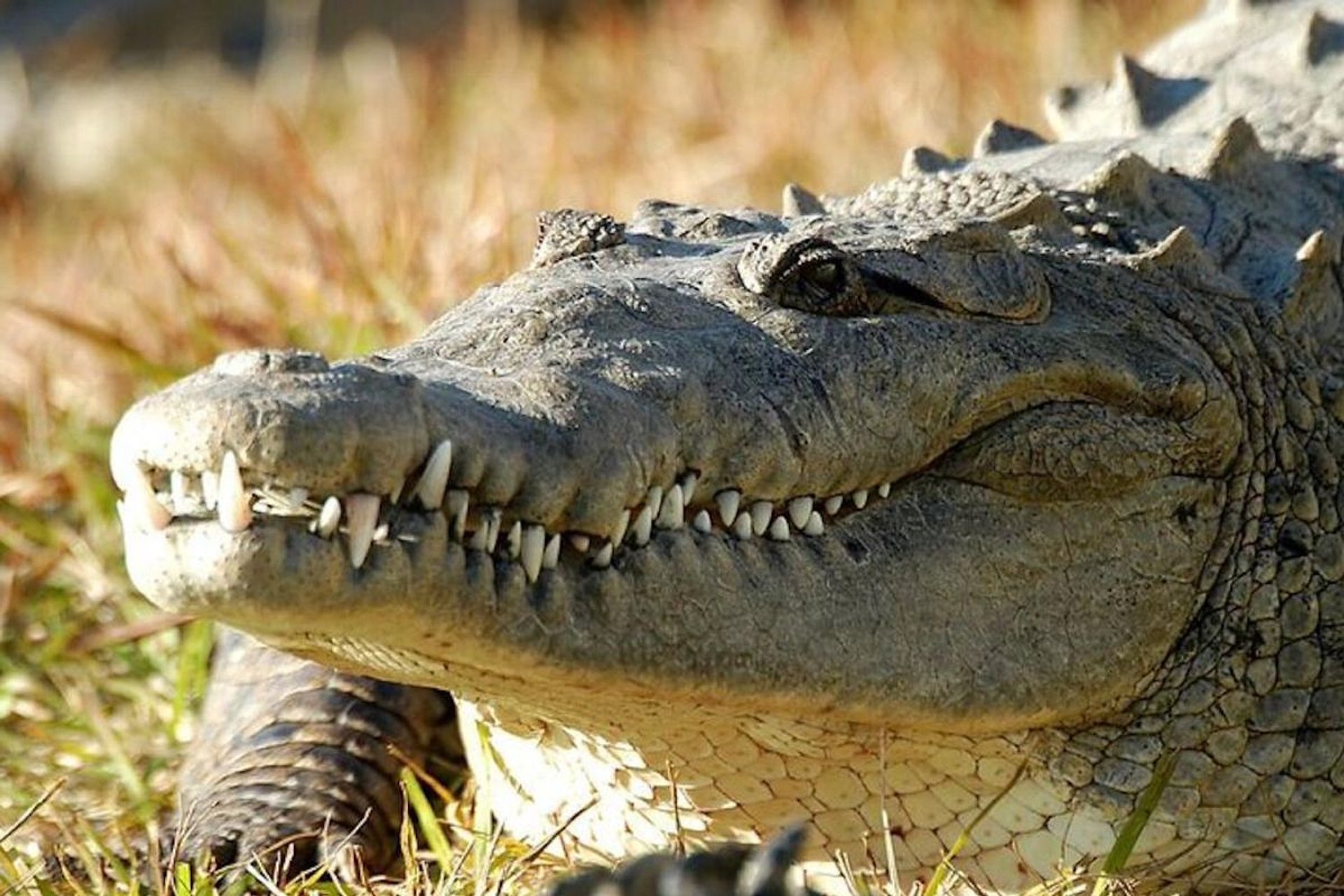 Gatorland - Ingresso - Imagen 1