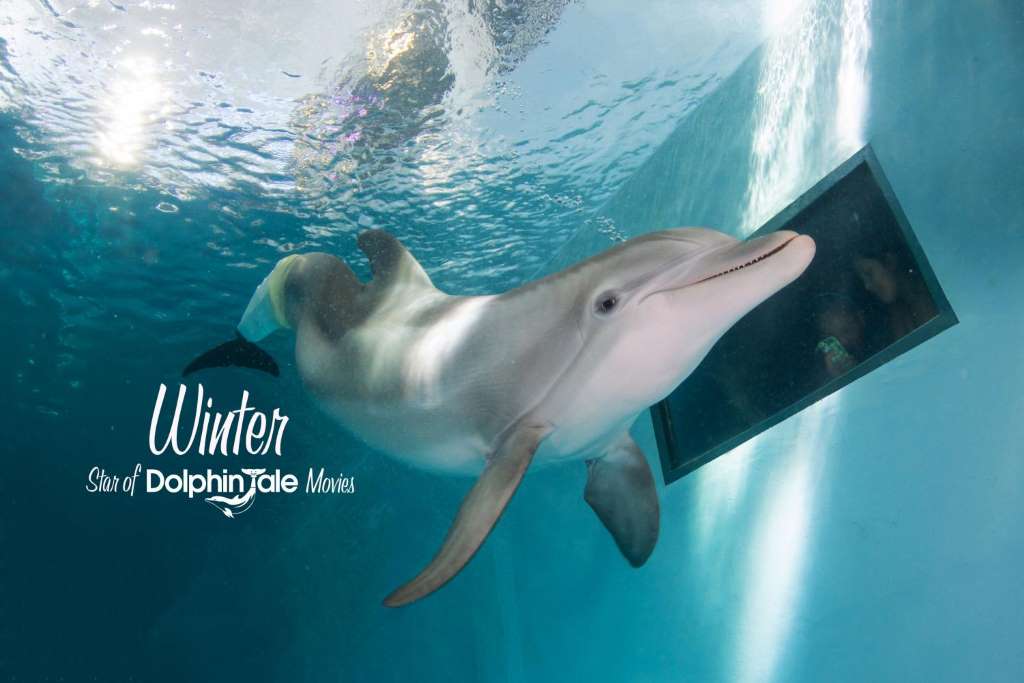 Clearwater con entrada al Acuario Marino - Imagen 1