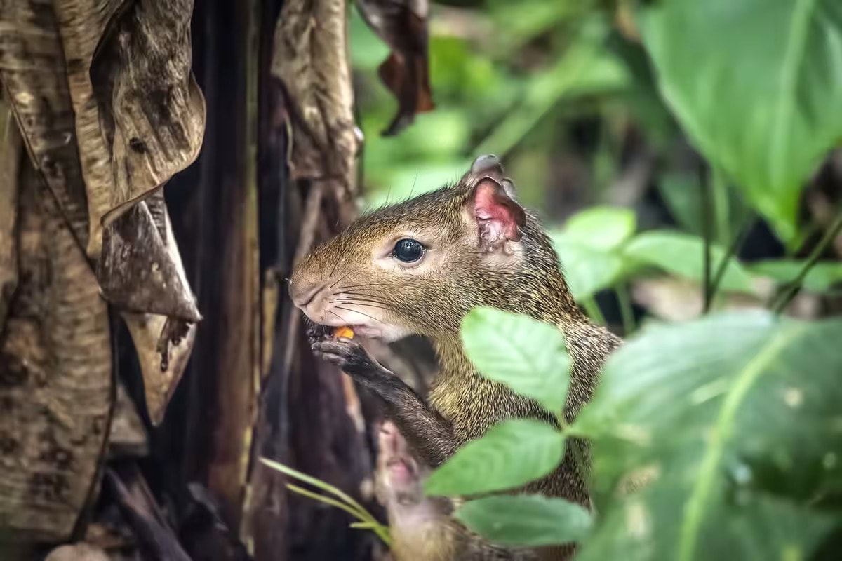Parque Nacional de Tijuca y Jardín Botánico - Visita guiada y traslado - Imagen 1