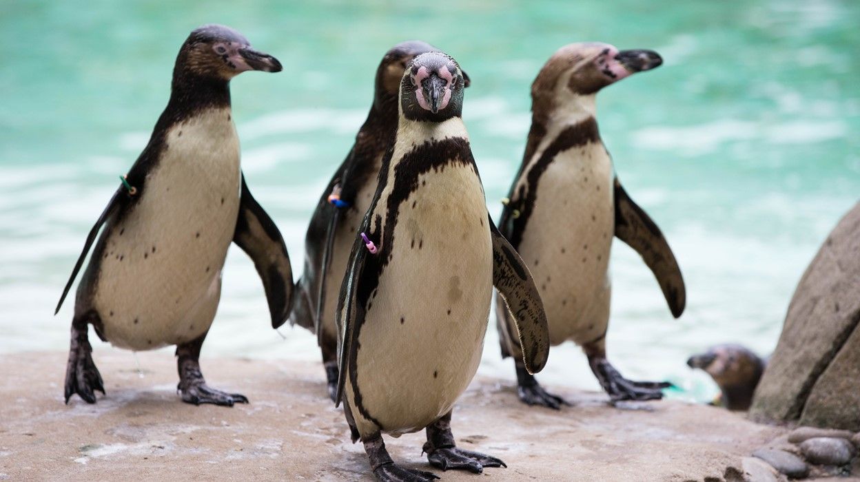 Visite el Zoológico de Londres - Imagen 1