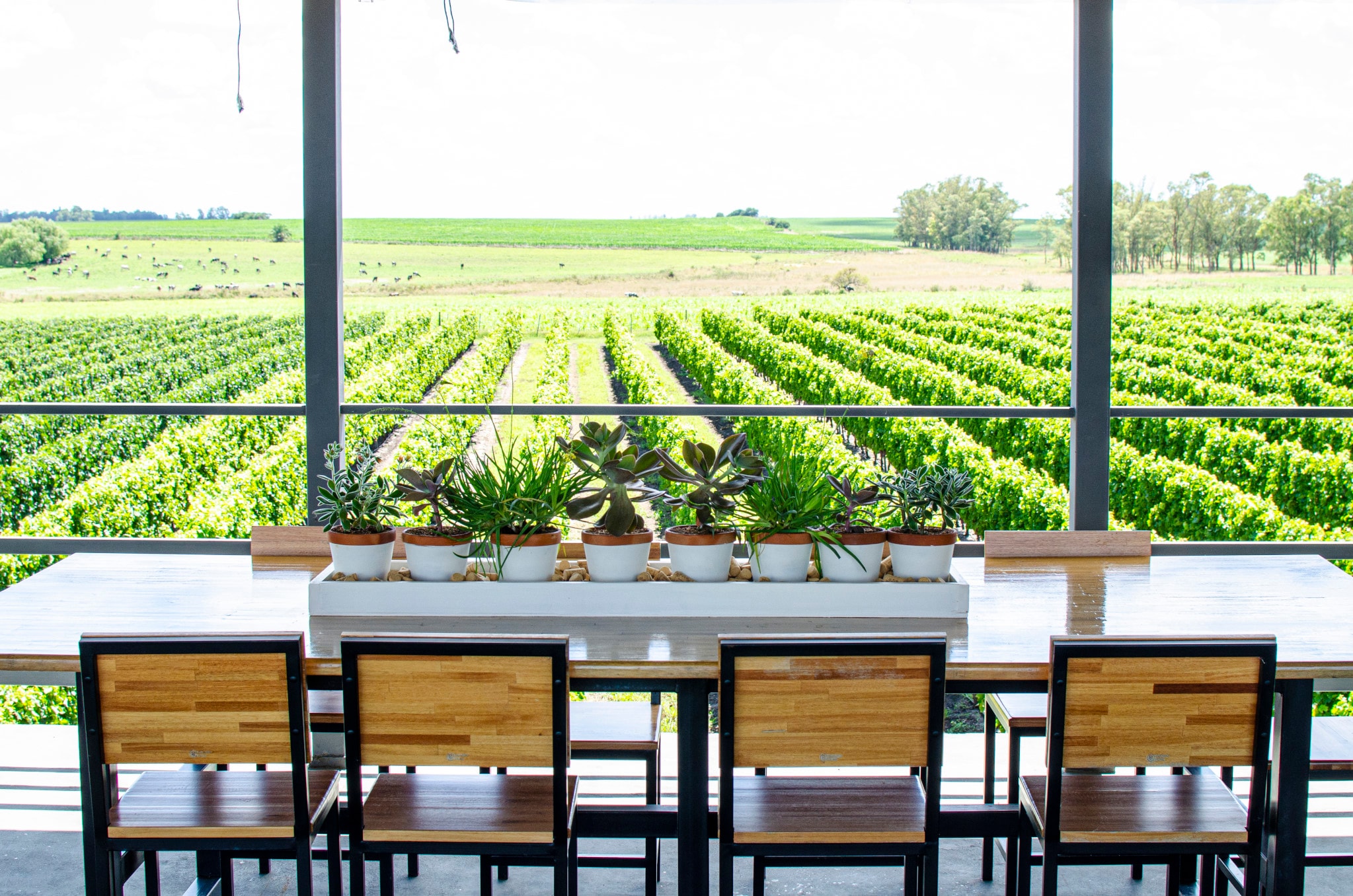 Fripp Winery: visita, almoço e degustação - Imagen 1