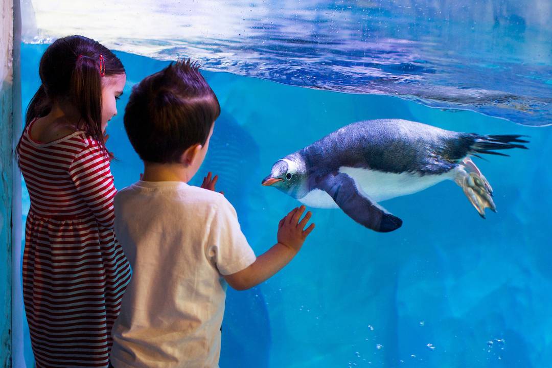 SEA LIFE Birmingham - Imagen 1