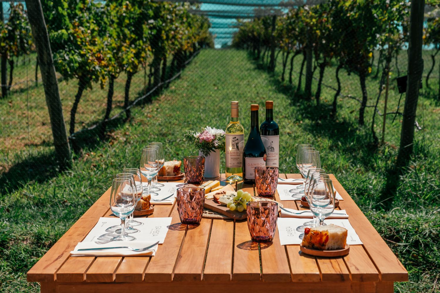 Viñedo Gamboa: Experiencia de Vino y Gastronomía - Imagen 1