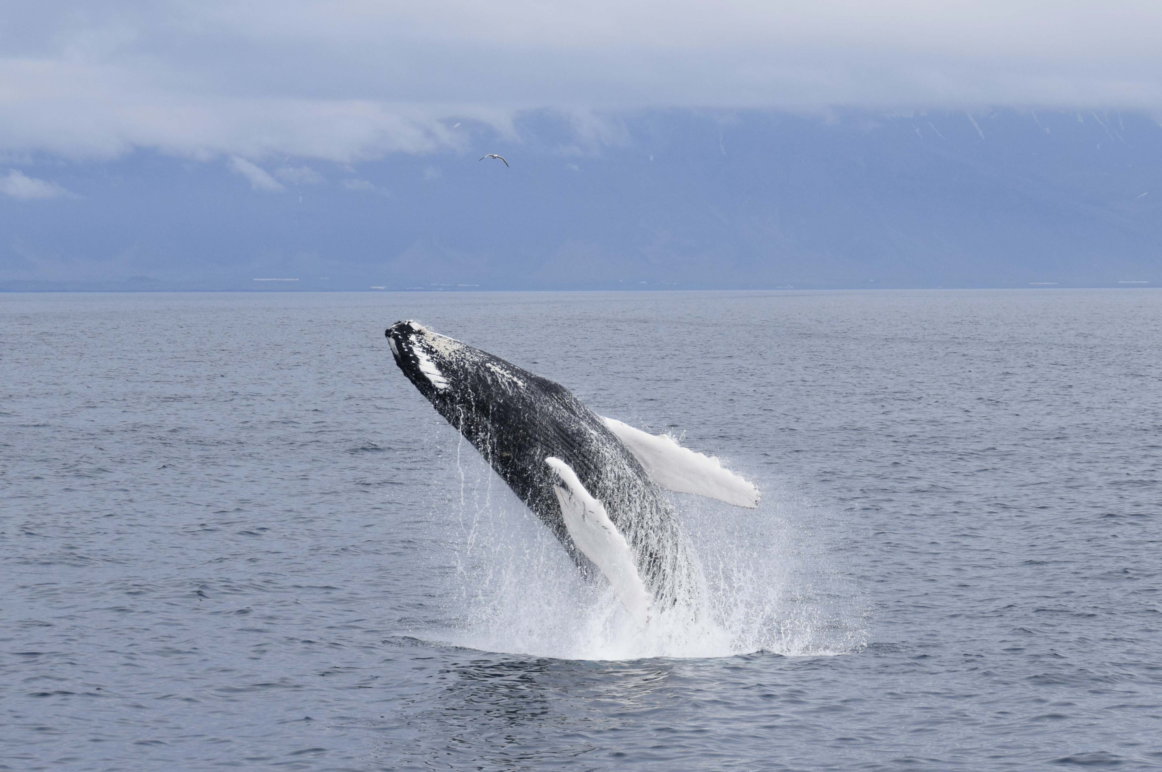 Avistamiento de ballenas desde Reikiavik - Imagen 1