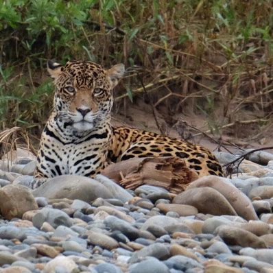 Tour por la selva - Amazonía inmersiva de 3 días/2 noches en el Parque Nacional Madidi - Imagen 1