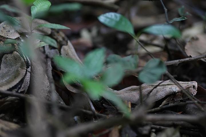 Tour de aventura de 6 días en el Amazonas - Imagen 1