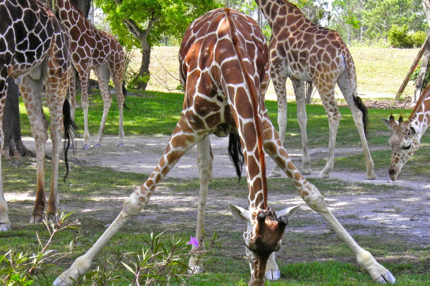 Zoológico de Miami con transporte - Imagen 1