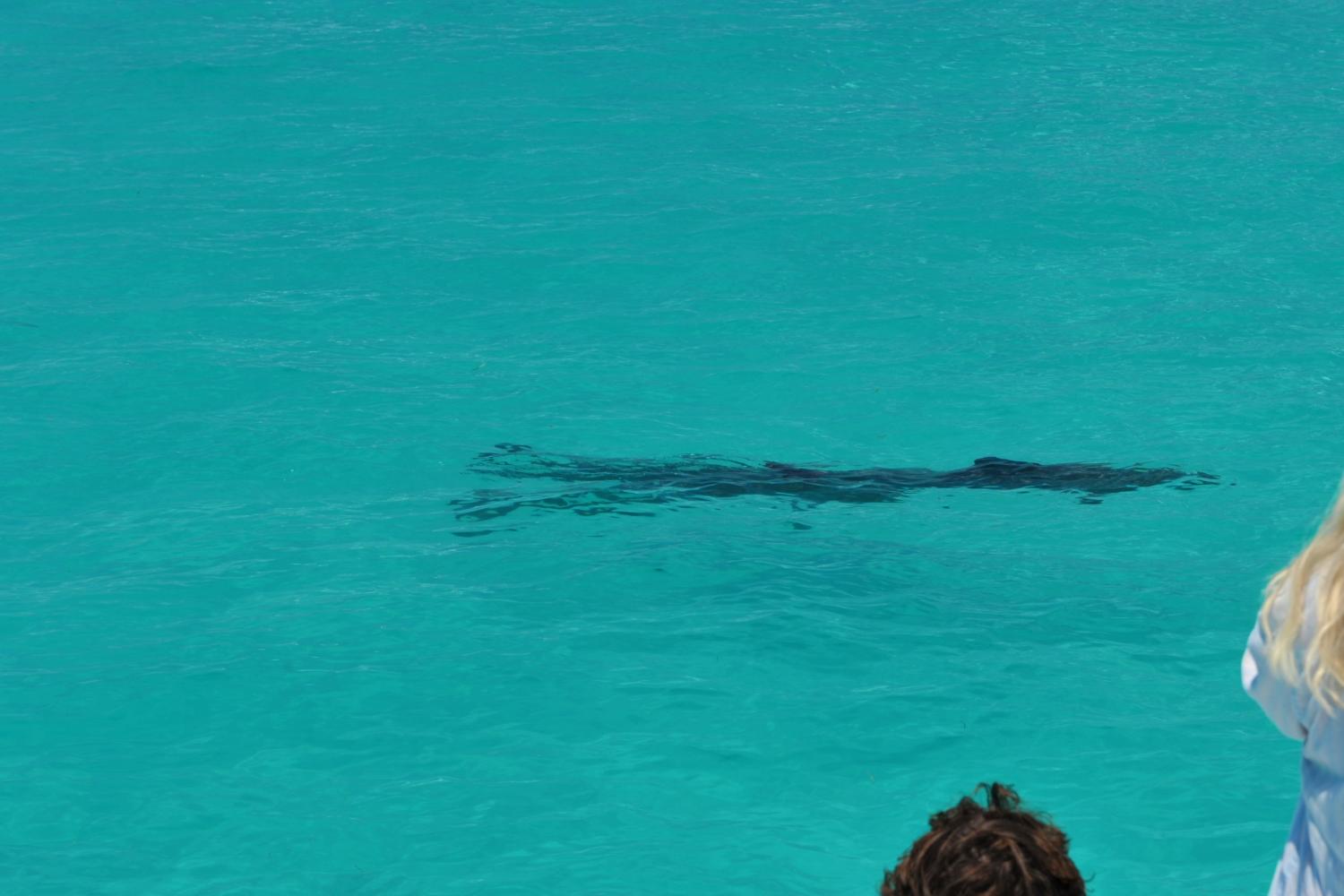 Avistamiento de delfines y esnórquel en Key West - Imagen 1