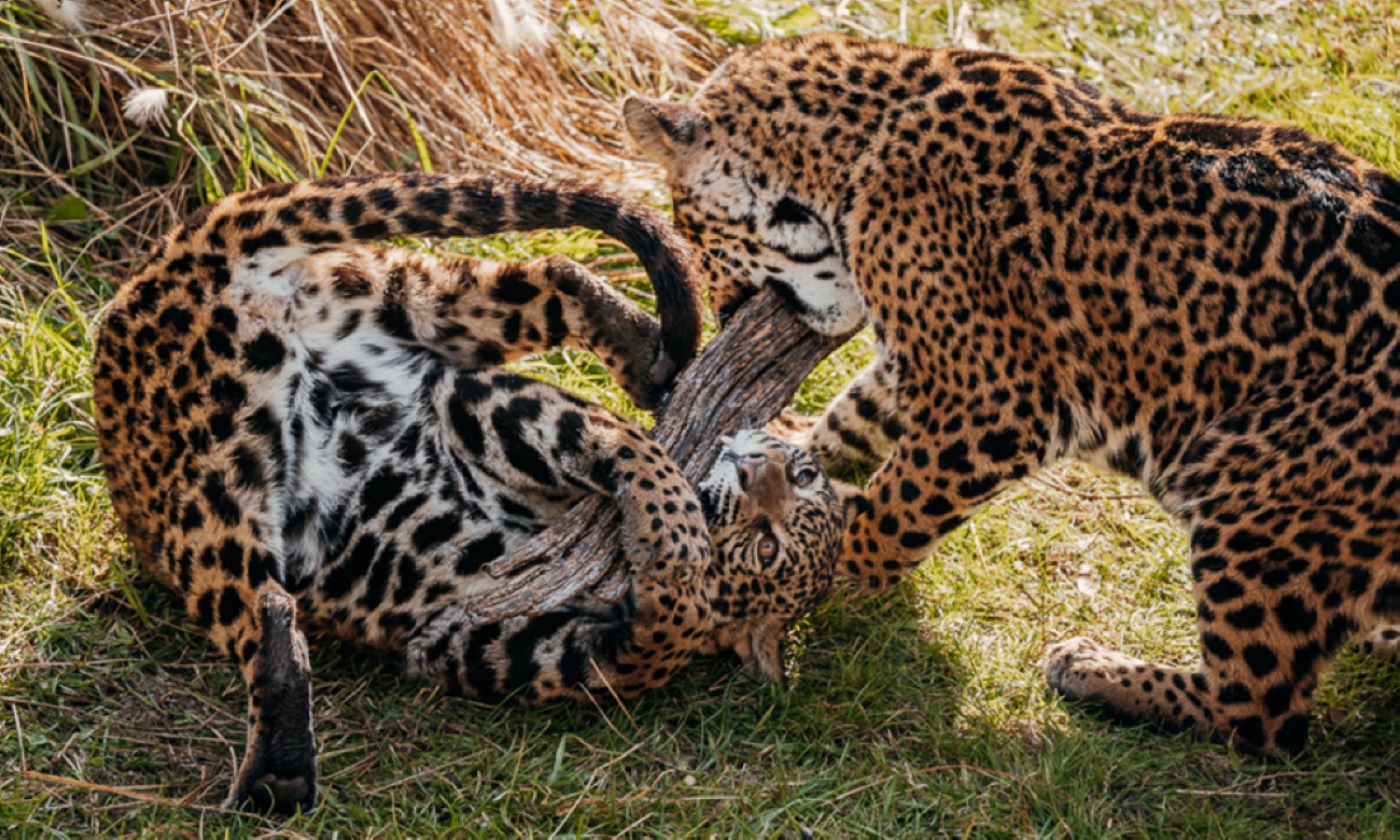 Tour a Temaiken con traslados: Un Viaje a la Naturaleza - Imagen 1