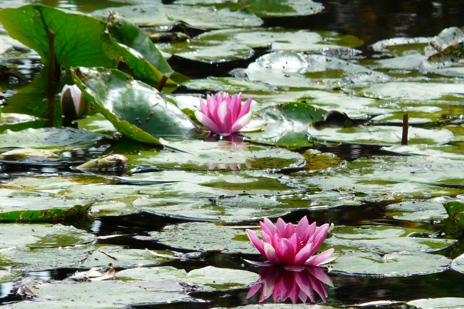 Visita audioguiada de día completo a los jardines de Giverny Monet y al Palacio de Versalles, almuerzo incluido - Imagen 1