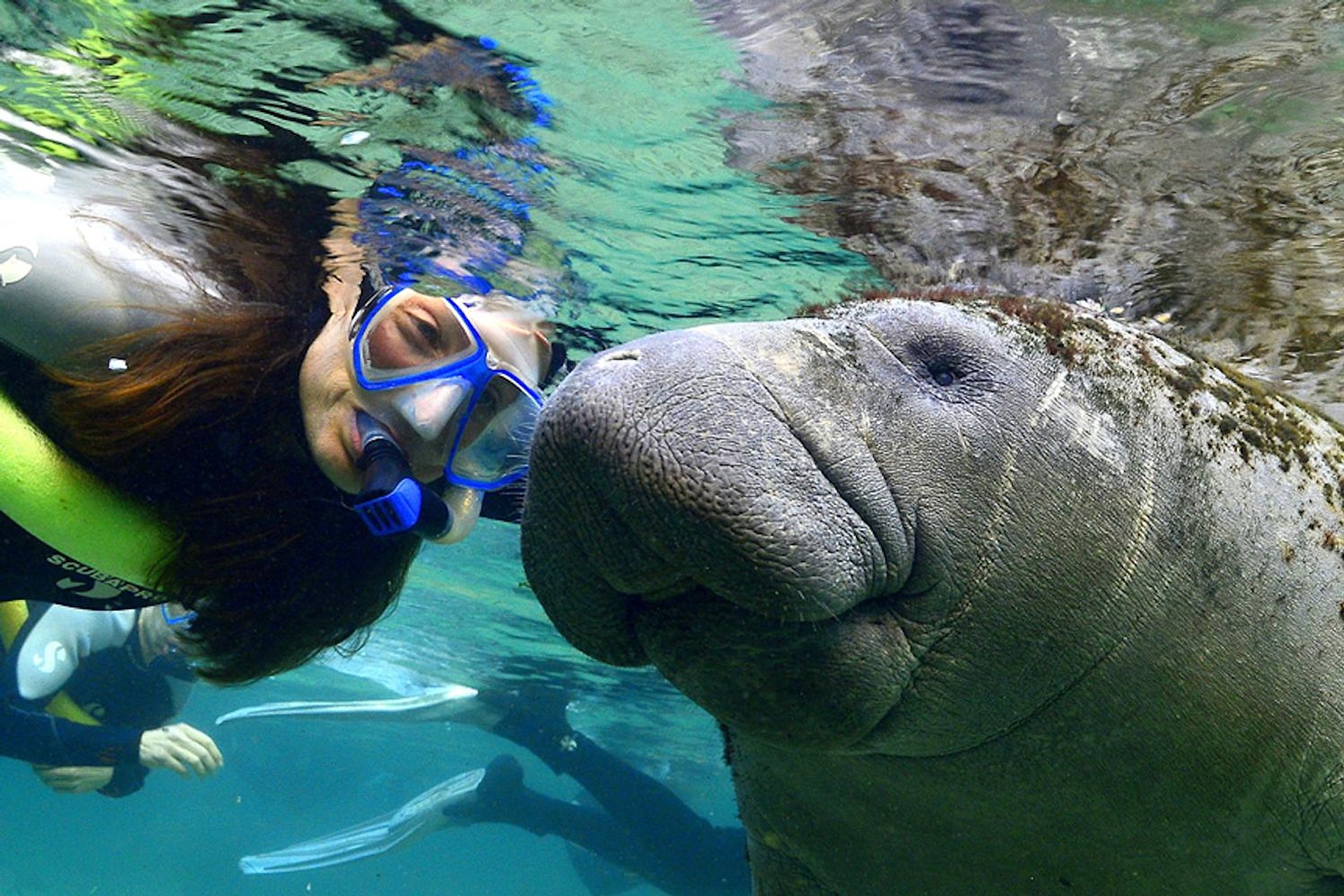 Manatíes, Wildlife Park y aerobarco - Imagen 1