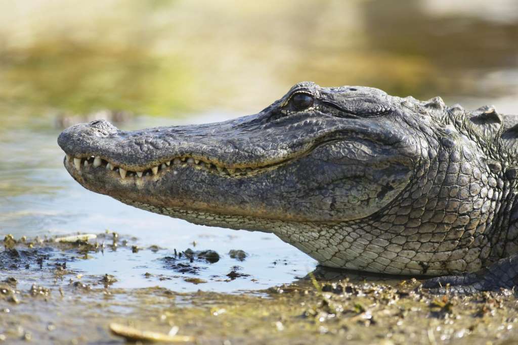 Aerobote en Everglades mas navegación por la Bahía de Biscayne - Imagen 1