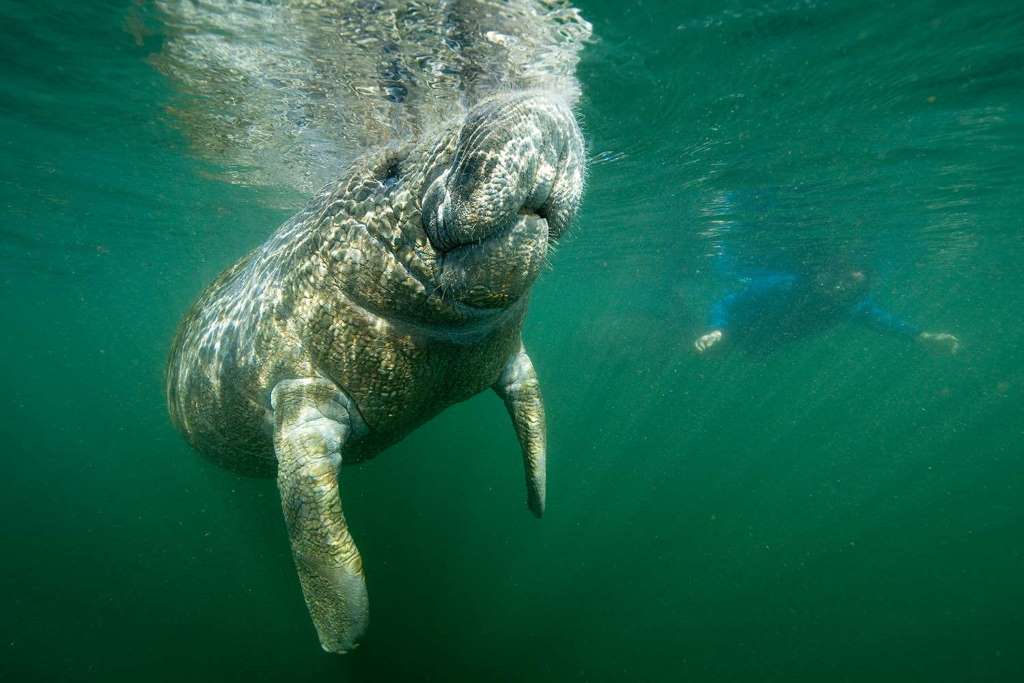 Nado con manatíes, snorkel y paseo en barco - Imagen 1