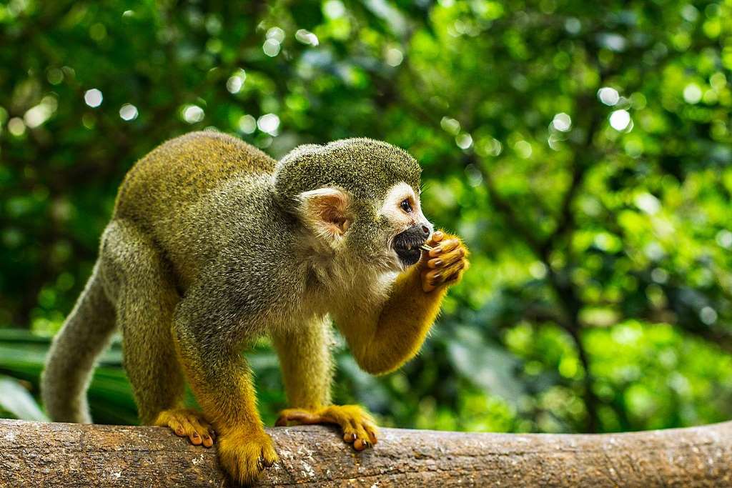 Monkey Land Explorer más Aventura en Tirolesa - Imagen 1