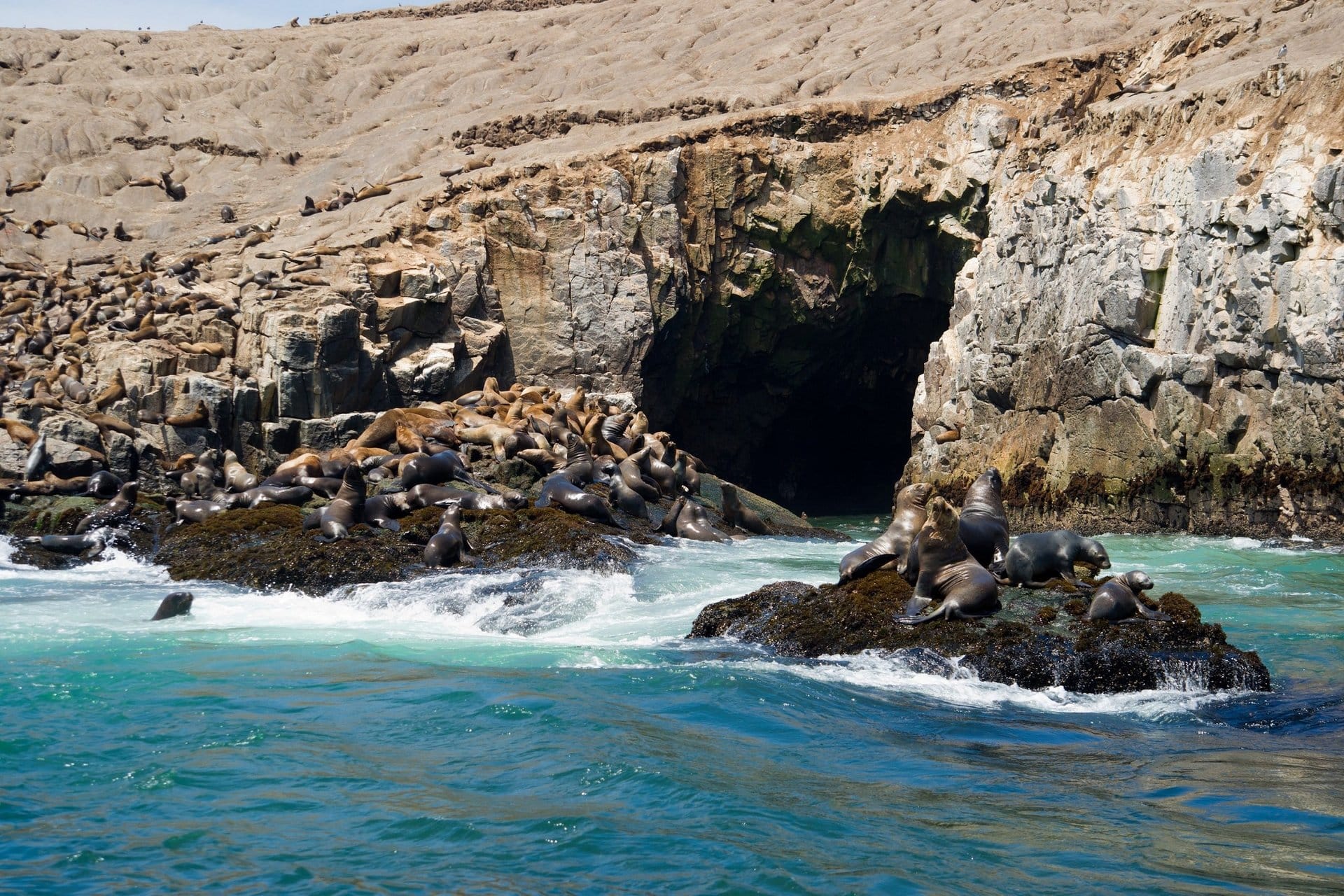Palomino Islands: Swim with Sea Lions