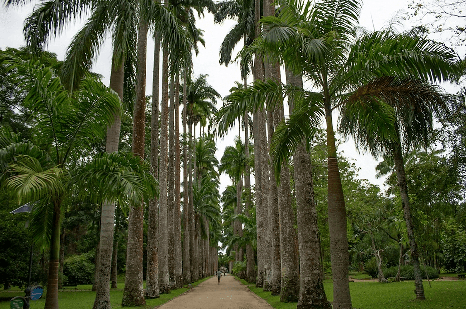 Jipe: Floresta da Tijuca e Jardim Botânico
