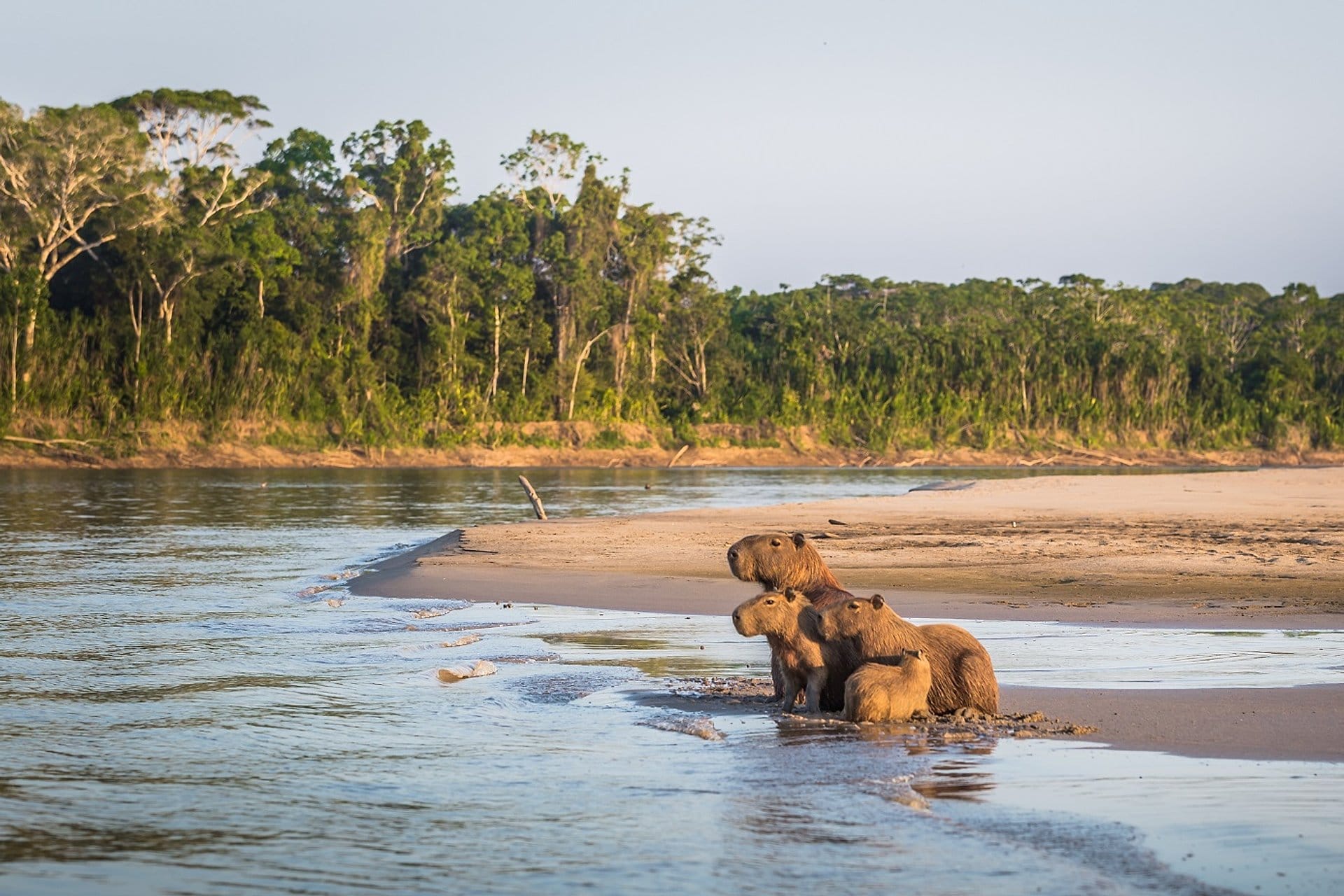 Manu Park Odyssey: 4-Day Jungle Expedition