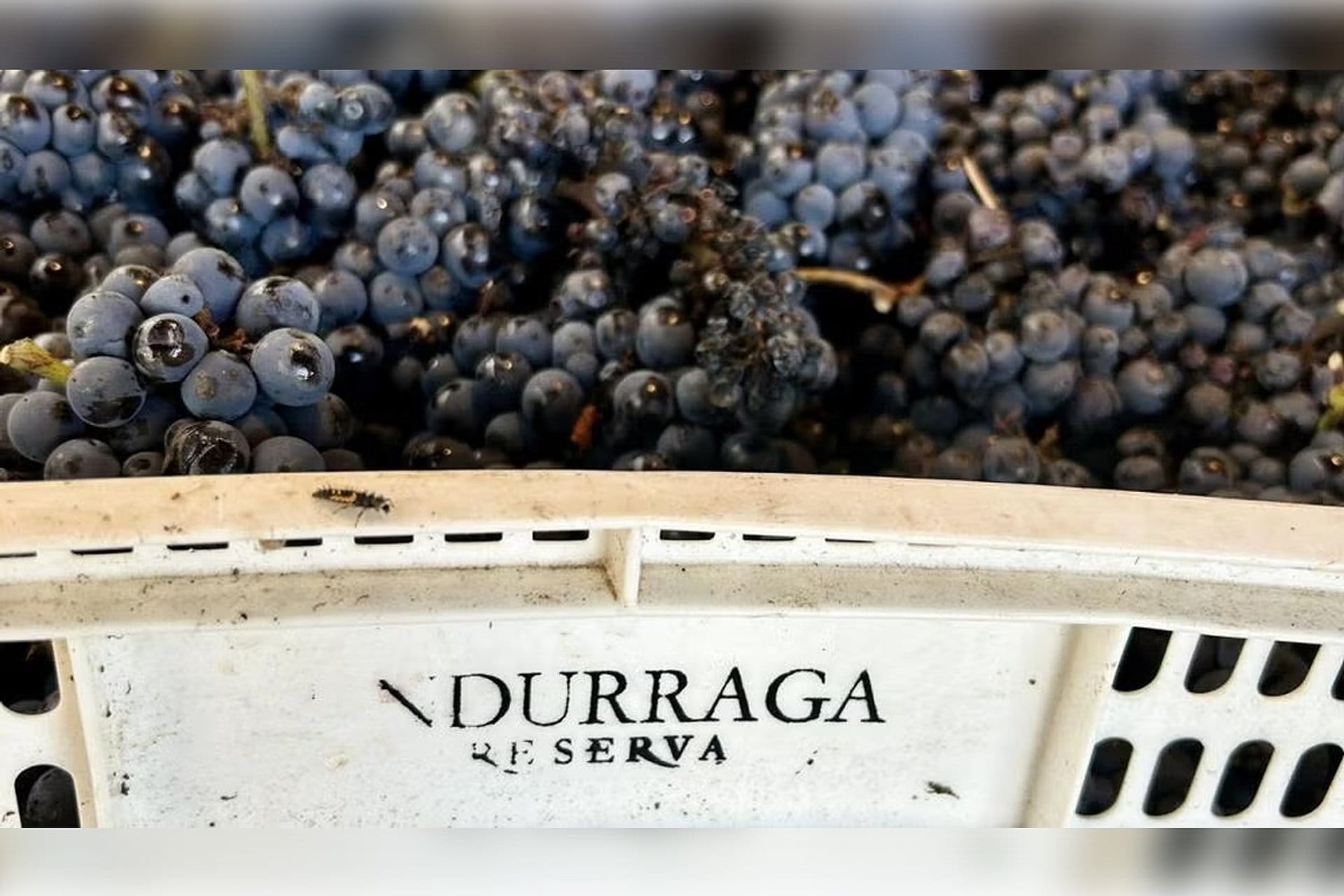 Viña Undurraga with tasting and transfers