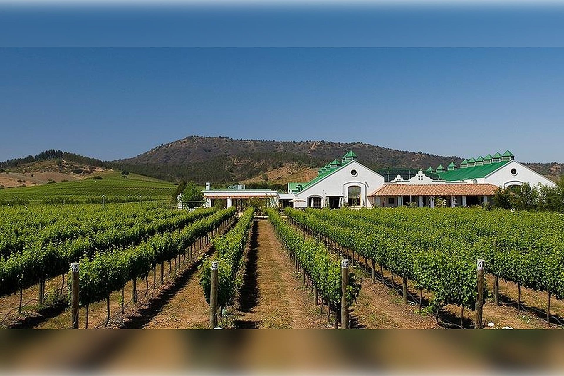 Casas del Bosque Vineyard with transfers