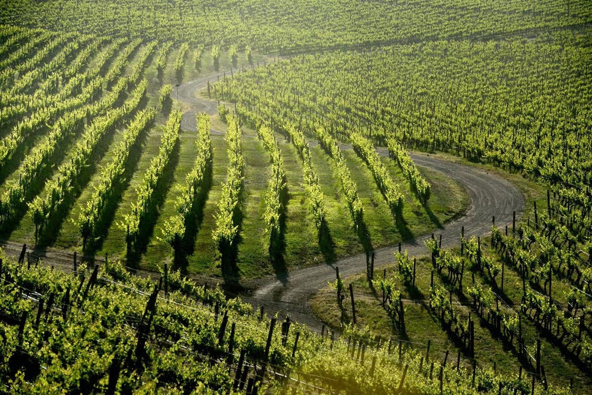 Haras de Pirque vineyard with transfers