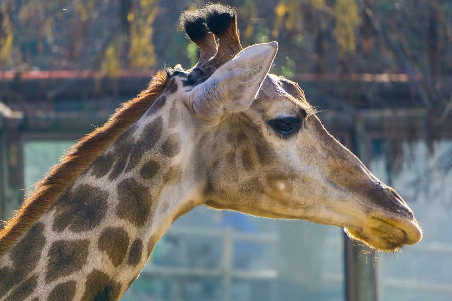 Rancagua Safari Park