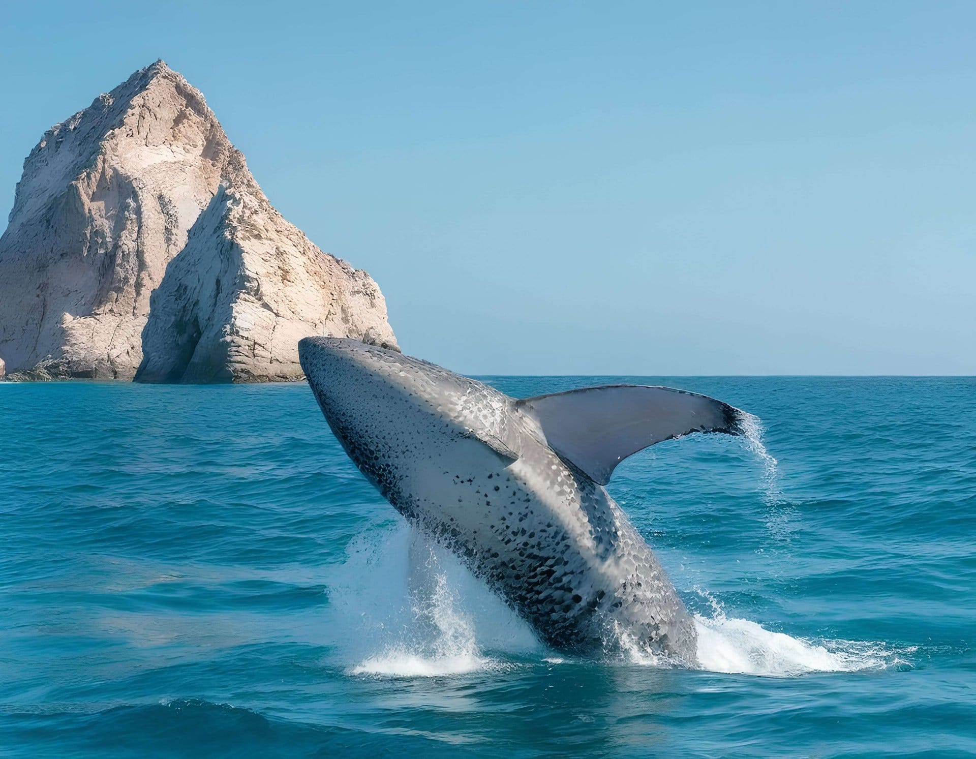 Cabo Whale Watching: Arch and Lovers Beach