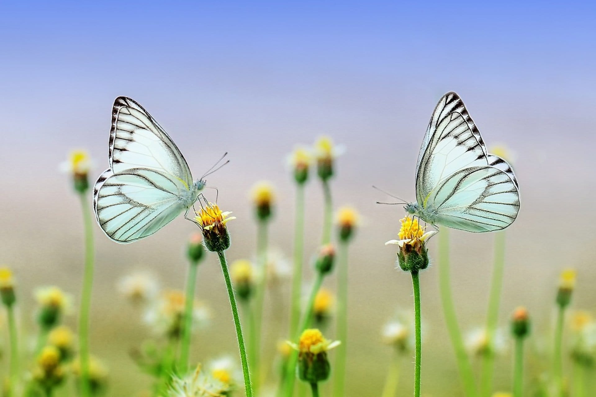 Entradas al Jardín de Mariposas de Dubái