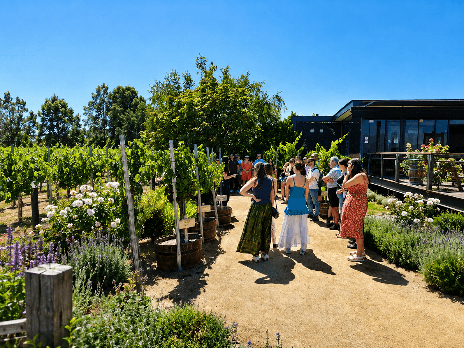 Santa Ema Vineyard
